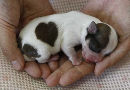 A long-coated male chihuahua named 'Love-kun' with a heart-shaped pattern on his coat sleeps at Pucchin Dog's shop in Odate, northern Japan August 6, 2009. The three-day-old chihuahua was born on August 3, 2009 as a young brother of 'Heart-kun' which also has same marks.[Xinhua/Reuters]
