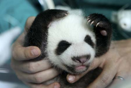 A veterinarian carries the offspring of female panda Lin Hui at Chiang Mai Zoo, north of Bangkok, July 2, 2009. Lin Hui, a female panda on loan from China, gave birth to the baby panda in Thailand on May 27 after being artificially inseminated with her partner's sperm for a second time.[Xinhua/Reuters]