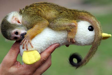 Baby Squirrel Monkey Loki clings to his stuffed duck after feeding time at Taronga Zoo in Sydney January 19, 2006. Named Loki after the Norse God of Mischief, the infant primate has been raised by hand after his mother died soon after birth. Loki, native to South America, is part of the Zoo's breeding programme.[Xinhua/Reuters File Photo]