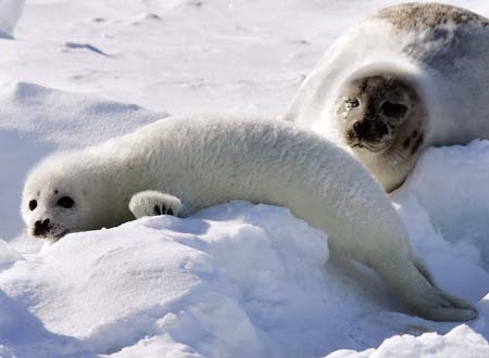 A harp seal pup lies with its mother on an ice floe at the Gulf of St. Lawrence, Canada in this March 2, 2006 file photo.[Xinhua/Reuters File Photo]
