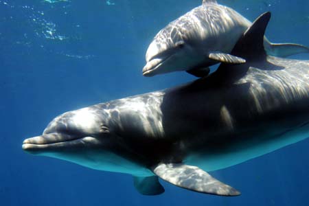 A bottlenose dolphin baby swims with its mother at Barcelona's Zoo in this May 26, 2006 file photo. Dolphins may have big brains but a South African-based scientist says lab rats and even goldfish can outfox them.[Xinhua/Reuters File Photo]