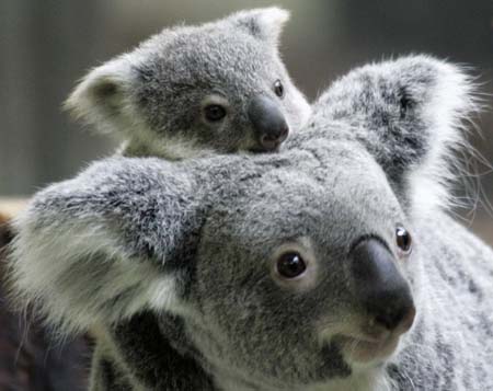 A baby koala is seen atop its mother at the Tama Zoo Park in suburban Tokyo January 28, 2007.[Xinhua/Reuters File Photo]