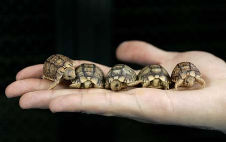 A worker from Rome's Biopark zoo holds Testudo Kleinmanni hatchlings, an endangered species also known as Egyptian tortoises, in Rome May 22, 2007..[Xinhua/Reuters Flie Photo]