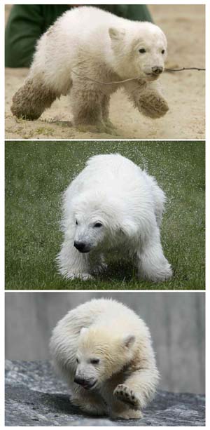 A combination photo shows polar bear cubs (top to bottom) Knut, Flocke and Wilbaer playing in their zoo enclosures in Berlin December 5, 2007, in Nuremburg April 8, 2008 and in Stuttgart April 16, 2008.[Xinhua/Reuters Flie Photo]