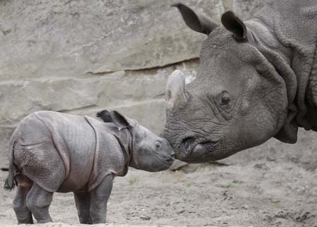 A young rhinoceros stands near his mother Betty in Berlin April 29, 2008. The baby was born two days ago and is presented to the media and to the public for the first time at the Tierpark on Tuesday.[Xinhua/Reuters File Photo]