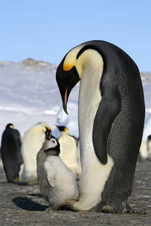 This photo shows an adult emperor penguin with a baby at an Antarctic breeding colony. Based on a study of a colony of these aquatic flightless birds at Terre Adelie, Antarctica, scientists say the species could be pushed to the brink of extinction by the end of this century due to the melting of sea ice caused by global climate change. Emperor penguins are the largest species of penguin. Emperor penguins breed on Antarctic sea ice and dive from the sea ice to feed on krill, fish and squid.[Xinhua/Reuters]