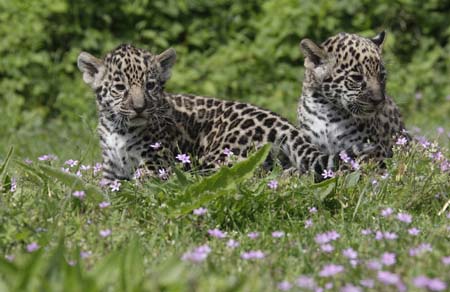 Two of three Jaguar newborn cubs are presented to the media at the Tierpark zoo in Berlin, May 19, 2009. The three babies were born on April 16 and named Atiero, Jumanes and Valdivia.[Xinhua/Reuters]