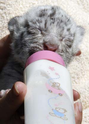 Kamika, a newborn female White Bengal Tiger, is fed with milk using a baby bottle at the Olemse zoo in Olmen May 22, 2009. The cubs, born on May 12, 2009, are not albinos but they only have black pigments as compared to tigers which normally have red and black pigmentations, according to a zoo official.[Xinhua/Reuters]