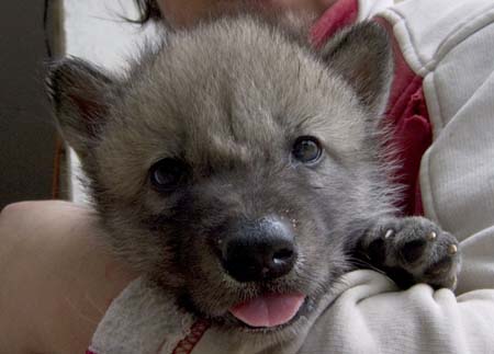 A four-week-old Timberland Wolf cub is held at the Wolf Science Center of a wildlife park in the small Austrian village of Ernstbrunn, around 54 kilometres north of Vienna, May 28, 2009.[Xinhua/Reuters]