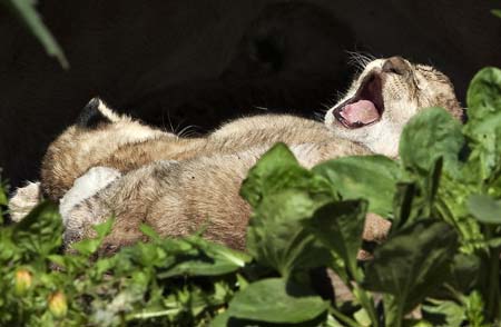 A newborn lion cub yawns in Aalborg Zoo in northern Jutland, Denmark May 28, 2009. A lioness gave birth to four cubs in a cave in the zoo's outdoor lion park.[Xinhua/Reuters]