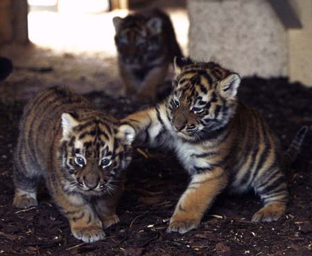 Five-week-old Amur tiger cubs play with each other at the Highland Wildlife Park near Kingussie, Scotland June 16, 2009.[Xinhua/Reuters]