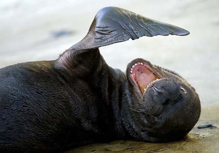 A four-day young South American Sea Lion cub lies in its enclosure in the Schjoenbrunn zoo in Vienna July 28, 2008. The cub was born in the zoo on July 24, 2009.[Xinhua/Reuters File Photo]