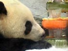 Two Hong Kong pandas celebrate birthdays