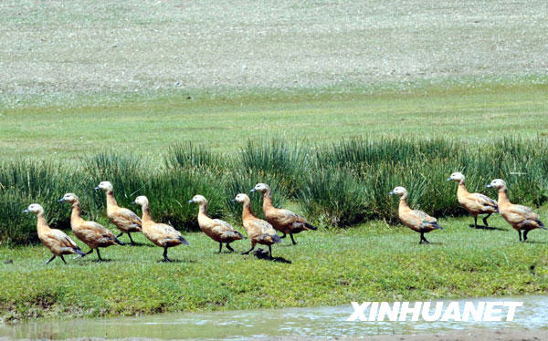 Yellow ducks roaming about the riverside in Changtang National Nature Reserve. The animal is under state-level protection. [Photo: Xinhuanet] 