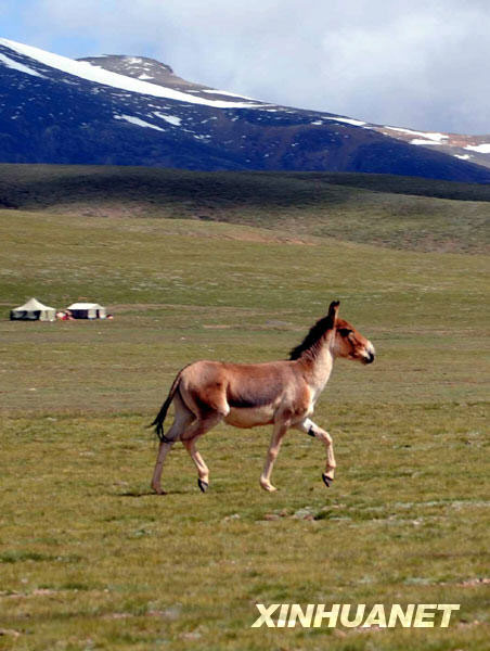 The state-protected Tibetan dzigettais running on the grassland of Changtang National Nature Reserve. [Photo: Xinhuanet] 