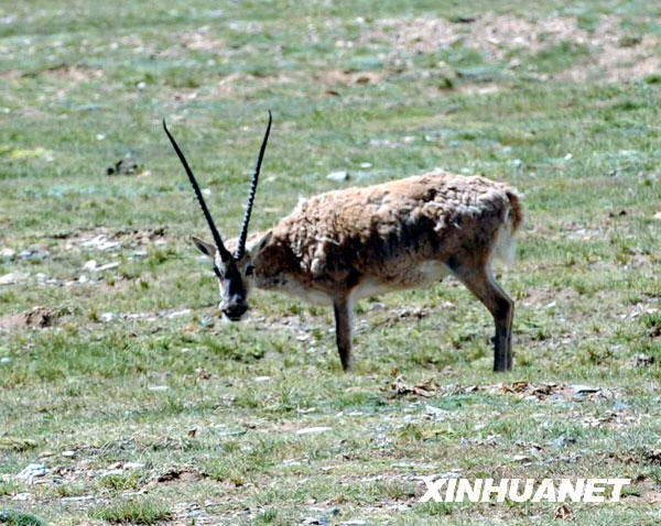  The state-protected Tibetan antelopes wandering about on the grassland of Changtang National Nature Reserve. [Photo: Xinhuanet]