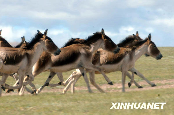 The state-protected Tibetan dzigettais running on the grassland of Changtang National Nature Reserve. [Photo: Xinhuanet]