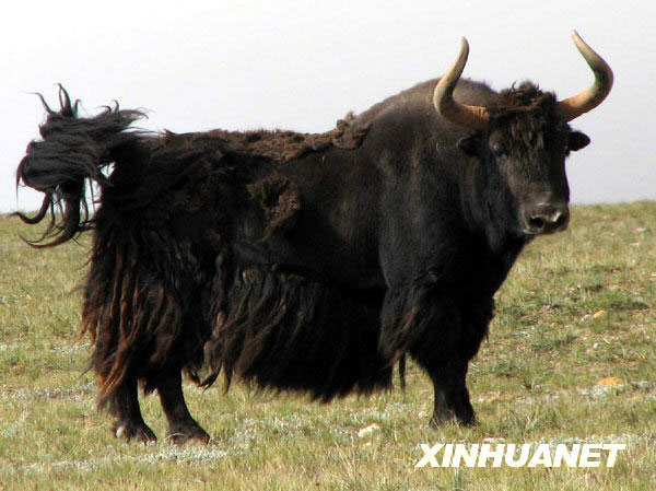 Wild yaks roaming about on the lush grassland of Changtang National Nature Reserve. [Photo: Xinhuanet]