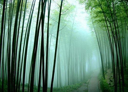 You will never sense the true peacefulness until you visit the bamboo forest in south Sichuan. 