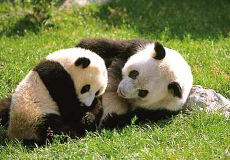 A file picture of giant pandas [China.org.cn] 