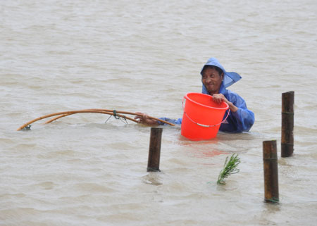 A farmer tries to catch fish at a flooded fish pond at the Hongshan Village in Xiapu County, southeast China's Fujian Province, Aug. 9, 2009. [Xinhua] 