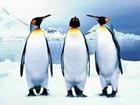 Travel agency launches South Pole tour