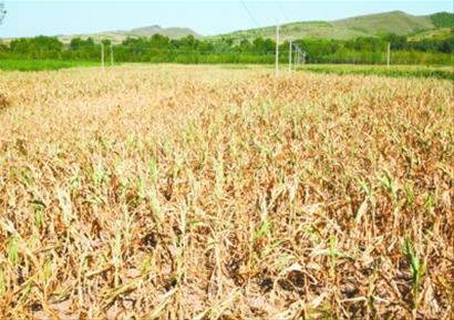 Photo taken on August 11, 2009. Crops have been threatened by a drought in northeast China's Liaoning Province. [Liaoning Daily]