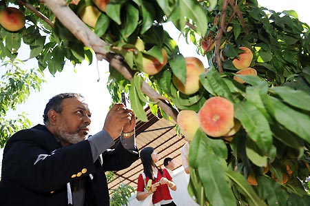 Bangladeshi Ambassador to China Munshi Faiz Ahmad takes photoes for peaches at a modern agricultural garden in Shihezi, northwest China's Xinjiang Uygur Autonomous Region, Aug. 13, 2009. (Xinhua/Sadat) 