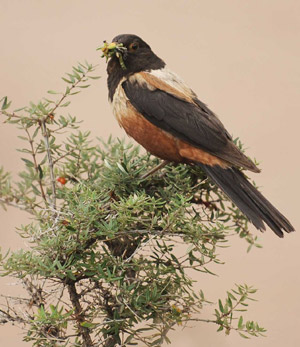 Photo taken on Aug. 11, 2009 shows a bird resting on a branch of a tree in the Nature Reserve of the Source of the Three Rivers, northwest China's Qinghai Province. 