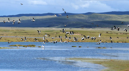 Photo taken on Aug. 9, 2009 shows a bevy of water fowl in the Nature Reserve of the Source of the Three Rivers, northwest China's Qinghai Province. 