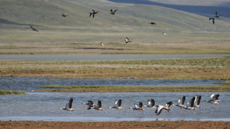 Photo taken on Aug. 10, 2009 shows a bevy of Barheaded geese and water fowl in the Nature Reserve of the Source of the Three Rivers, northwest China's Qinghai Province.