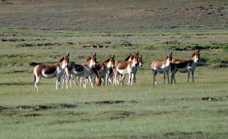 Photo taken on Aug. 10, 2009 shows a group of asinus kiangs in the Nature Reserve of the Source of the Three Rivers, northwest China's Qinghai Province. 