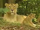 London Zoo debuts brother and sister lion cubs