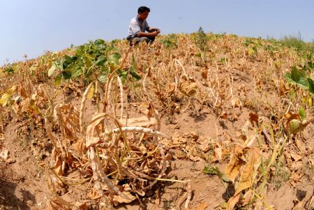 A farmer checks his dried field in Shajin Village of Fuxin city, northeast China's Liaoning Province, Aug. 14, 2009. The central, eastern and southern parts of Liaoning Province begin to be confronted with drought besides the severely suffered western and northern parts. About 18.4464 million mu of crops have been threatened and about 422,400 people and 124,700 head of livestock are suffering from drinking water shortages due to the drought. 