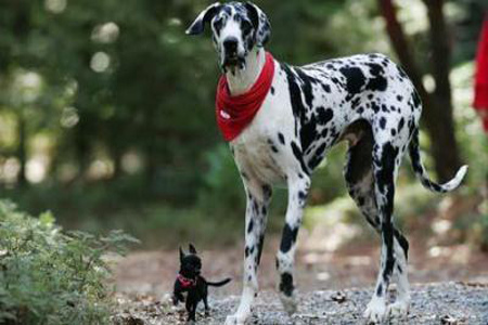 Gibson, the California dog dubbed the tallest in the world by the Guinness Book of World Records died after a battle with bone cancer.(Photo:CCTV.com)