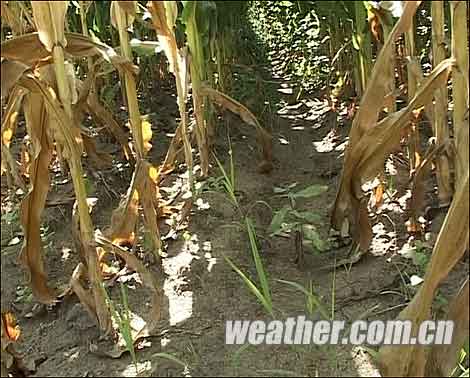 Crops are affected by drought in northeast China's Jilin Province.