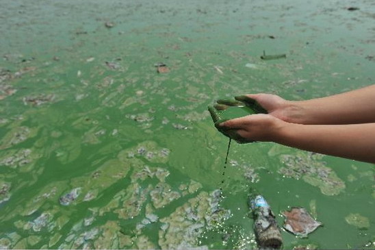 Algae blooms have been found in Donghu Lake of Wuhan, central China's Hubei Province, on August 17, 2009. The large amount of algae blooms form green scum and produce dirty smell on the lake. [Photobase.cn]