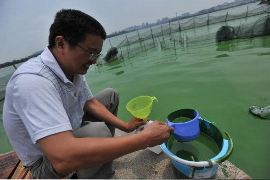 An environmental monitor in Wuhan collects samples of algae blooms from Donghu Lake in Wuhan, Hubei Province, on August 17, 2009. The large amount of algae blooms form green scum and produce dirty smell on the lake. [Photobase.cn]