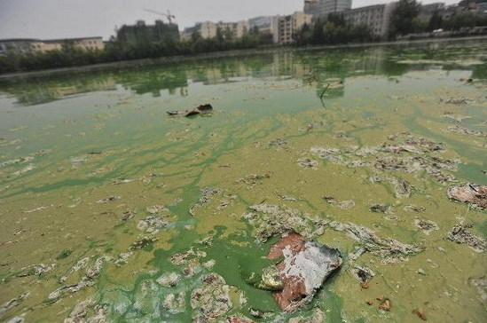 A fish dies amid algae blooms in Donghu Lake of Wuhan, Hubei Province, on August 17, 2009. The algae blooms can seriously reduce water quality and affect the shellfish and fish populations. [Photobase.cn]