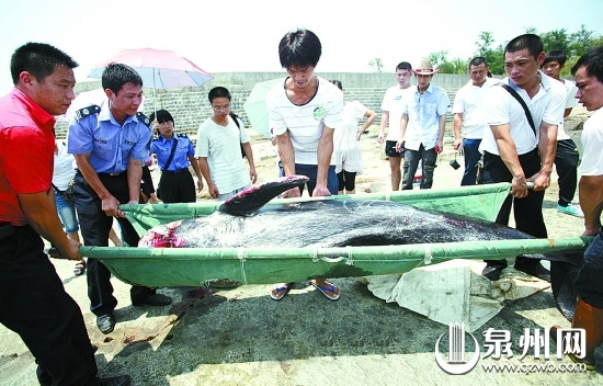 Tourists in Chongwu Old Town help policemen to carry a dead dolphin on August 17, 2009. [qzwb.com]