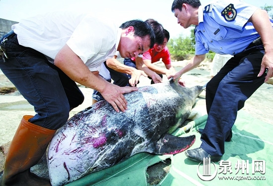 Employees at a first aid center for wildlife examine the dolphin's carcass on August 17, 2009. [qzwb.com]