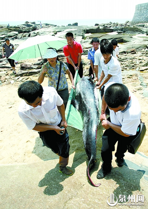 This photo taken on August 17, 2009, shows the dolphin was 2.8 meters long and had a 0.75-meter-wide tail fin. [qzwb.com]