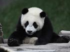 WWF warns pandas may face extinction