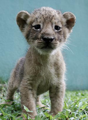 A one-month old lion cub born in captivity plays in a pen at the national zoo in Santo Domingo August 18, 2009.