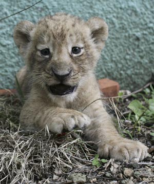 A one-month old lion cub born in captivity plays in a pen at the national zoo in Santo Domingo August 18, 2009.