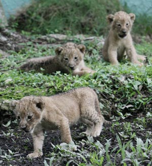 Three one-month-old lion cubs born in captivity play in a pen at the national zoo in Santo Domingo August 18,2009. The national zoo is waiting for new animals to display in the park after a trade with zoos in U.S., Chile, Guatemala and Puerto Rico to reach better genetic quality in the species of the animals, Patricia Toribio National Zoo park director said. 