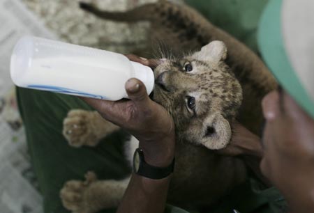 A worker feeds a one-month-old lion cub born in captivity at the national zoo in Santo Domingo August 18,2009. The national zoo is waiting for new animals to display in the park after a trade with zoos in U.S., Chile, Guatemala and Puerto Rico to reach better genetic quality in the species of the animals, Patricia Toribio National Zoo park director said.
