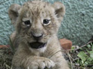 One-month-old lion cubs' life
