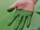 Blue algae threatens lake in Wuhan