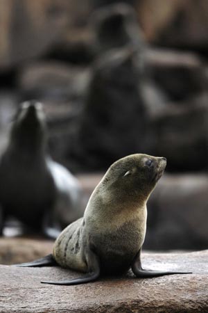 A South American Fur Seal rests on a rock on the Isla de Lobos, 5 nautical miles southeast of Punta del Este, August 19, 2009. The island has a population of 250,000 seals. [Xinhua/Reuters]